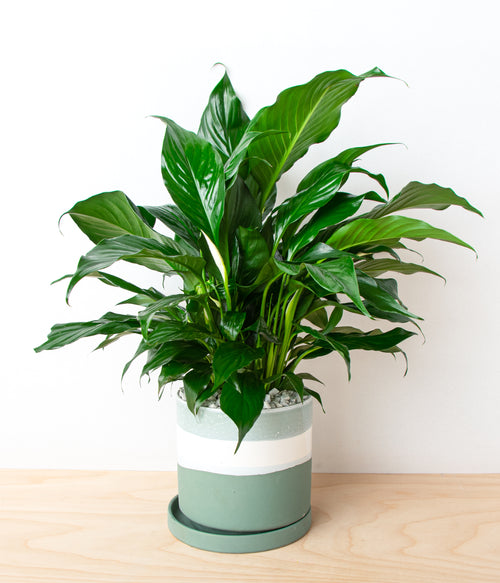 Peace Lily